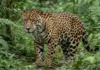 Após cinco décadas sem registros, macho de onça-pintada reaparece em Valença e mobiliza monitoramento para proteger o animal e moradores Após cinco décadas sem registros, macho de onça-pintada reaparece em Valença e mobiliza monitoramento para proteger o animal e moradores