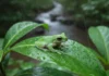 Rã-de-vidro canta apenas sob chuva intensa no Cerrado, pesquisadores comparam canto e DNA e reconhecem espécie de pouco mais de dois centímetros Rã-de-vidro canta apenas sob chuva intensa no Cerrado, pesquisadores comparam canto e DNA e reconhecem espécie de pouco mais de dois centímetros