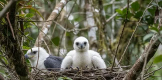 Segundo filhote de harpia nasce na Bolívia após meses de monitoramento e coloca o ninho entre os maiores já documentados para a espécie Segundo filhote de harpia nasce na Bolívia após meses de monitoramento e coloca o ninho entre os maiores já documentados para a espécie