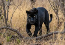 Onça-pintada melânica é filmada em área nativa no oeste da Bahia, registro raro reforça valor de trechos contínuos do Cerrado Onça-pintada melânica é filmada em área nativa no oeste da Bahia, registro raro reforça valor de trechos contínuos do Cerrado