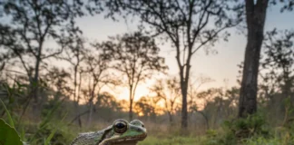 Nova perereca é identificada no Cerrado mineiro após análises genéticas, morfológicas e acústicas e recebe nome ligado ao Rio Paracatu Nova perereca é identificada no Cerrado mineiro após análises genéticas, morfológicas e acústicas e recebe nome ligado ao Rio Paracatu