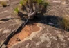 Plantas crescem sobre rochas expostas no Sudeste, armazenam até 48 toneladas de carbono por hectare e podem ajudar a restaurar áreas mineradas Plantas crescem sobre rochas expostas no Sudeste, armazenam até 48 toneladas de carbono por hectare e podem ajudar a restaurar áreas mineradas