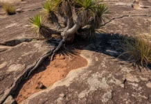Plantas crescem sobre rochas expostas no Sudeste, armazenam até 48 toneladas de carbono por hectare e podem ajudar a restaurar áreas mineradas Plantas crescem sobre rochas expostas no Sudeste, armazenam até 48 toneladas de carbono por hectare e podem ajudar a restaurar áreas mineradas