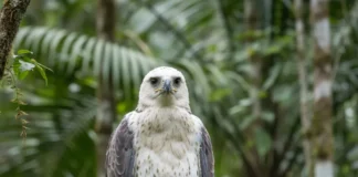Harpia jovem é fotografada em Misiones após 20 anos, em registro raro da maior ave de rapina das Américas Harpia jovem é fotografada em Misiones após 20 anos, em registro raro da maior ave de rapina das Américas