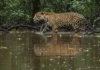 Onças-pintadas mantêm alta densidade em várzea amazônica, mas 17 anos de monitoramento revelam queda de 77% nas fêmeas Onças-pintadas mantêm alta densidade em várzea amazônica, mas 17 anos de monitoramento revelam queda de 77% nas fêmeas