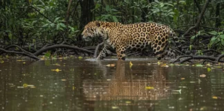 Onças-pintadas mantêm alta densidade em várzea amazônica, mas 17 anos de monitoramento revelam queda de 77% nas fêmeas Onças-pintadas mantêm alta densidade em várzea amazônica, mas 17 anos de monitoramento revelam queda de 77% nas fêmeas