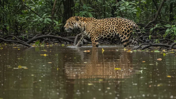 Onças-pintadas mantêm alta densidade em várzea amazônica, mas 17 anos de monitoramento revelam queda de 77% nas fêmeas Onças-pintadas mantêm alta densidade em várzea amazônica, mas 17 anos de monitoramento revelam queda de 77% nas fêmeas