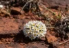 Pesquisadores reencontram duas sempre-vivas consideradas potencialmente extintas e acham uma delas em quatro áreas protegidas de Minas Gerais Pesquisadores reencontram duas sempre-vivas consideradas potencialmente extintas e acham uma delas em quatro áreas protegidas de Minas Gerais