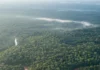 Amazônia protegida concentrou 61% do carbono capturado em 2023, mas estudo projeta queda para 82,257 bilhões de toneladas em 2030 Amazônia protegida concentrou 61% do carbono capturado em 2023, mas estudo projeta queda para 82,257 bilhões de toneladas em 2030