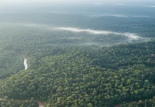 Amazônia protegida concentrou 61% do carbono capturado em 2023, mas estudo projeta queda para 82,257 bilhões de toneladas em 2030 Amazônia protegida concentrou 61% do carbono capturado em 2023, mas estudo projeta queda para 82,257 bilhões de toneladas em 2030