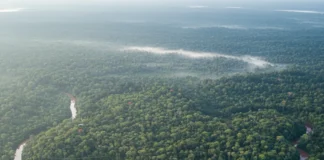 Amazônia protegida concentrou 61% do carbono capturado em 2023, mas estudo projeta queda para 82,257 bilhões de toneladas em 2030 Amazônia protegida concentrou 61% do carbono capturado em 2023, mas estudo projeta queda para 82,257 bilhões de toneladas em 2030