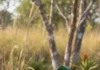 Após dez anos, pesquisador reúne 41 espécies de beija-flores do Cerrado em livro de 750 páginas e alerta que desmatamento ameaça a oferta de flores Após dez anos, pesquisador reúne 41 espécies de beija-flores do Cerrado em livro de 750 páginas e alerta que desmatamento ameaça a oferta de flores