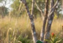Após dez anos, pesquisador reúne 41 espécies de beija-flores do Cerrado em livro de 750 páginas e alerta que desmatamento ameaça a oferta de flores Após dez anos, pesquisador reúne 41 espécies de beija-flores do Cerrado em livro de 750 páginas e alerta que desmatamento ameaça a oferta de flores