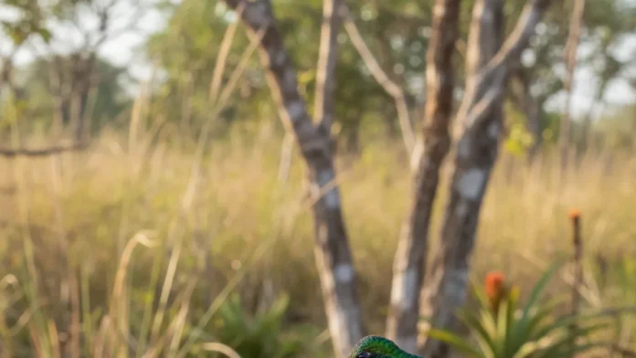 Após dez anos, pesquisador reúne 41 espécies de beija-flores do Cerrado em livro de 750 páginas e alerta que desmatamento ameaça a oferta de flores
