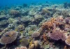 Barcos e turistas reduzem sons de peixes em praias de Pernambuco, onde estudo registrou nove tipos e três desapareceram em áreas expostas Barcos e turistas reduzem sons de peixes em praias de Pernambuco, onde estudo registrou nove tipos e três desapareceram em áreas expostas