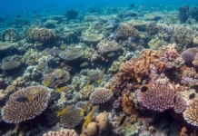 Barcos e turistas reduzem sons de peixes em praias de Pernambuco, onde estudo registrou nove tipos e três desapareceram em áreas expostas Barcos e turistas reduzem sons de peixes em praias de Pernambuco, onde estudo registrou nove tipos e três desapareceram em áreas expostas