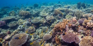 Barcos e turistas reduzem sons de peixes em praias de Pernambuco, onde estudo registrou nove tipos e três desapareceram em áreas expostas Barcos e turistas reduzem sons de peixes em praias de Pernambuco, onde estudo registrou nove tipos e três desapareceram em áreas expostas