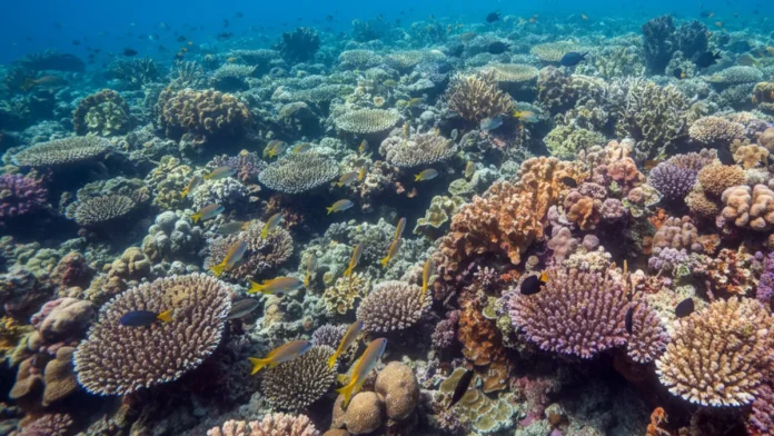Barcos e turistas reduzem sons de peixes em praias de Pernambuco, onde estudo registrou nove tipos e três desapareceram em áreas expostas Barcos e turistas reduzem sons de peixes em praias de Pernambuco, onde estudo registrou nove tipos e três desapareceram em áreas expostas