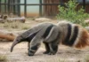 Tamanduás-bandeiras resgatados adoecem em cativeiro com dieta difícil de reproduzir, e estudo usa ecocardiografia para medir o coração Tamanduás-bandeiras resgatados adoecem em cativeiro com dieta difícil de reproduzir, e estudo usa ecocardiografia para medir o coração