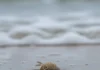 Tatuís produzem 5.300 ovos por fêmea, mas menos de 1% vira novo animal enquanto pesquisadores investigam seu sumiço nas praias brasileiras Tatuís produzem 5.300 ovos por fêmea, mas menos de 1% vira novo animal enquanto pesquisadores investigam seu sumiço nas praias brasileiras