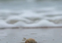 Tatuís produzem 5.300 ovos por fêmea, mas menos de 1% vira novo animal enquanto pesquisadores investigam seu sumiço nas praias brasileiras Tatuís produzem 5.300 ovos por fêmea, mas menos de 1% vira novo animal enquanto pesquisadores investigam seu sumiço nas praias brasileiras