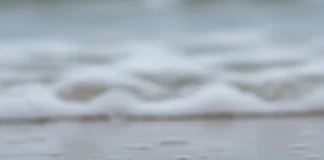 Tatuís produzem 5.300 ovos por fêmea, mas menos de 1% vira novo animal enquanto pesquisadores investigam seu sumiço nas praias brasileiras Tatuís produzem 5.300 ovos por fêmea, mas menos de 1% vira novo animal enquanto pesquisadores investigam seu sumiço nas praias brasileiras