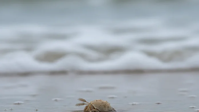 Tatuís produzem 5.300 ovos por fêmea, mas menos de 1% vira novo animal enquanto pesquisadores investigam seu sumiço nas praias brasileiras Tatuís produzem 5.300 ovos por fêmea, mas menos de 1% vira novo animal enquanto pesquisadores investigam seu sumiço nas praias brasileiras