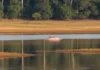 Doze lagos amazônicos superam a temperatura acumulada de 2023 até agosto, e Lago Cabaliana chega a 31,74°C enquanto animais enfrentam estresse Doze lagos amazônicos superam a temperatura acumulada de 2023 até agosto, e Lago Cabaliana chega a 31,74°C enquanto animais enfrentam estresse