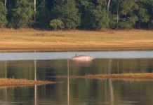 Doze lagos amazônicos superam a temperatura acumulada de 2023 até agosto, e Lago Cabaliana chega a 31,74°C enquanto animais enfrentam estresse Doze lagos amazônicos superam a temperatura acumulada de 2023 até agosto, e Lago Cabaliana chega a 31,74°C enquanto animais enfrentam estresse