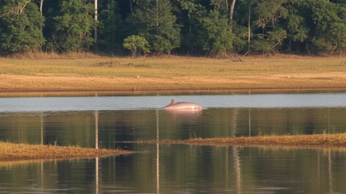 Doze lagos amazônicos superam a temperatura acumulada de 2023 até agosto, e Lago Cabaliana chega a 31,74°C enquanto animais enfrentam estresse Doze lagos amazônicos superam a temperatura acumulada de 2023 até agosto, e Lago Cabaliana chega a 31,74°C enquanto animais enfrentam estresse