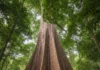 Angelim-vermelho de 88,5 metros é encontrado na Amazônia, leva cientistas a estudar gigantes de até 500 anos e seu papel no clima Angelim-vermelho de 88,5 metros é encontrado na Amazônia, leva cientistas a estudar gigantes de até 500 anos e seu papel no clima