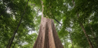 Angelim-vermelho de 88,5 metros é encontrado na Amazônia, leva cientistas a estudar gigantes de até 500 anos e seu papel no clima Angelim-vermelho de 88,5 metros é encontrado na Amazônia, leva cientistas a estudar gigantes de até 500 anos e seu papel no clima