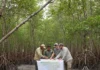 Pesquisadores e comunidades mapeiam cortes e caranguejos em quatro reservas no Pará e direcionam recuperação de áreas sensíveis Pesquisadores e comunidades mapeiam cortes e caranguejos em quatro reservas no Pará e direcionam recuperação de áreas sensíveis