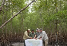 Pesquisadores e comunidades mapeiam cortes e caranguejos em quatro reservas no Pará e direcionam recuperação de áreas sensíveis Pesquisadores e comunidades mapeiam cortes e caranguejos em quatro reservas no Pará e direcionam recuperação de áreas sensíveis