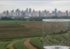 Amostras de chuva em três cidades paulistas revelam 14 agrotóxicos, incluindo atrazina, e Campinas registra a maior concentração Amostras de chuva em três cidades paulistas revelam 14 agrotóxicos, incluindo atrazina, e Campinas registra a maior concentração