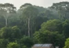 Comunidades tradicionais do Pará têm eletricidade em 77% das moradias, mas só 20% recebem serviço público e 52% reclamam do fornecimento Comunidades tradicionais do Pará têm eletricidade em 77% das moradias, mas só 20% recebem serviço público e 52% reclamam do fornecimento