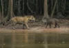 Onça-pintada sai do Rio Acre e corre atrás de porco-do-mato a 150 metros da base, no primeiro registro da espécie na unidade Onça-pintada sai do Rio Acre e corre atrás de porco-do-mato a 150 metros da base, no primeiro registro da espécie na unidade