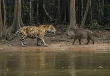 Onça-pintada sai do Rio Acre e corre atrás de porco-do-mato a 150 metros da base, no primeiro registro da espécie na unidade Onça-pintada sai do Rio Acre e corre atrás de porco-do-mato a 150 metros da base, no primeiro registro da espécie na unidade