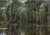 Estudo mapeia 77 milhões de hectares de áreas úmidas na Amazônia equivalentes a 18% do bioma e mostra que quase metade fica fora da proteção legal Estudo mapeia 77 milhões de hectares de áreas úmidas na Amazônia equivalentes a 18% do bioma e mostra que quase metade fica fora da proteção legal