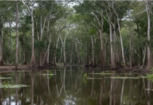 Estudo mapeia 77 milhões de hectares de áreas úmidas na Amazônia equivalentes a 18% do bioma e mostra que quase metade fica fora da proteção legal Estudo mapeia 77 milhões de hectares de áreas úmidas na Amazônia equivalentes a 18% do bioma e mostra que quase metade fica fora da proteção legal