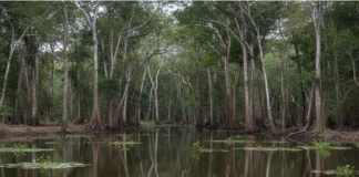 Estudo mapeia 77 milhões de hectares de áreas úmidas na Amazônia equivalentes a 18% do bioma e mostra que quase metade fica fora da proteção legal Estudo mapeia 77 milhões de hectares de áreas úmidas na Amazônia equivalentes a 18% do bioma e mostra que quase metade fica fora da proteção legal