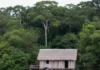 Família encontra urnas funerárias no quintal em Alvarães e Instituto Mamirauá investiga vestígios de aldeia indígena entre mais de 300 sítios Família encontra urnas funerárias no quintal em Alvarães e Instituto Mamirauá investiga vestígios de aldeia indígena entre mais de 300 sítios