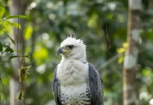 Filhote de harpia resgatado em avenida de Novo Airão precisa reencontrar ninho para voltar à floresta e evitar cativeiro permanente Filhote de harpia resgatado em avenida de Novo Airão precisa reencontrar ninho para voltar à floresta e evitar cativeiro permanente