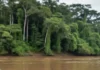 Quatro em cada dez peixes onívoros do rio Ucayali têm plástico no estômago, e estudo encontra resíduos também na lagoa Yarinacocha Quatro em cada dez peixes onívoros do rio Ucayali têm plástico no estômago, e estudo encontra resíduos também na lagoa Yarinacocha