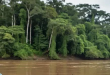 Quatro em cada dez peixes onívoros do rio Ucayali têm plástico no estômago, e estudo encontra resíduos também na lagoa Yarinacocha Quatro em cada dez peixes onívoros do rio Ucayali têm plástico no estômago, e estudo encontra resíduos também na lagoa Yarinacocha