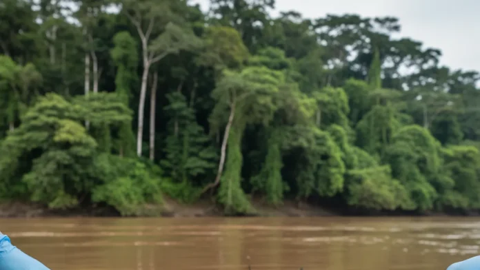 Quatro em cada dez peixes onívoros do rio Ucayali têm plástico no estômago, e estudo encontra resíduos também na lagoa Yarinacocha Quatro em cada dez peixes onívoros do rio Ucayali têm plástico no estômago, e estudo encontra resíduos também na lagoa Yarinacocha
