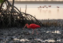 Guarás acompanham a maré no Recôncavo Baiano e revelam como manguezais sustentam uma cadeia alimentar ligada ao Atlântico Guarás acompanham a maré no Recôncavo Baiano e revelam como manguezais sustentam uma cadeia alimentar ligada ao Atlântico