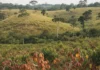 Mapeamento reúne 121 mil hectares de cacau no Pará e em Rondônia e mostra cultivo avançando sobre pastagens, sem derrubar floresta nativa Mapeamento reúne 121 mil hectares de cacau no Pará e em Rondônia e mostra cultivo avançando sobre pastagens, sem derrubar floresta nativa