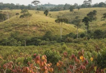 Mapeamento reúne 121 mil hectares de cacau no Pará e em Rondônia e mostra cultivo avançando sobre pastagens, sem derrubar floresta nativa Mapeamento reúne 121 mil hectares de cacau no Pará e em Rondônia e mostra cultivo avançando sobre pastagens, sem derrubar floresta nativa