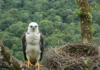 Equipe passa sete dias sob ninho de harpia na Bahia e tenta marcar filhote com GPS para acompanhar a vida em florestas fragmentadas Equipe passa sete dias sob ninho de harpia na Bahia e tenta marcar filhote com GPS para acompanhar a vida em florestas fragmentadas
